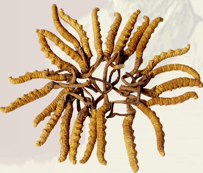 冬虫夏草vs蛹虫草,冬虫夏草胶囊骗局