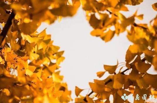 岛城秋韵,“杏”好有你