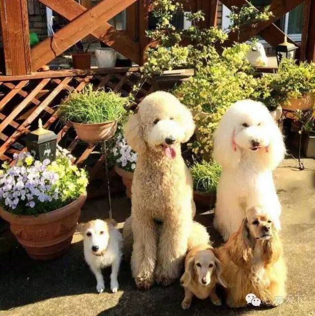 一群逆天的巨型贵宾犬,软萌的大型犬巨型贵宾犬