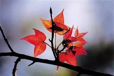 围观“枫”和日丽~来江西赏这一抹红