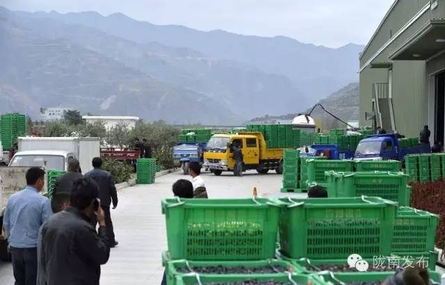 最美橄榄季，小武带您探访“特级初榨”是如何炼成的~