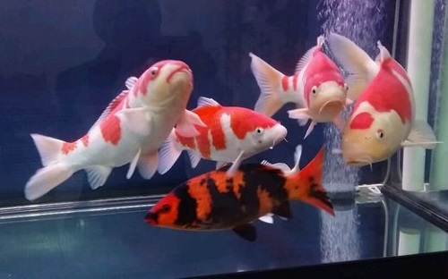 鱼缸饲养龙凤锦鲤,鱼缸里养五条锦鲤比较好