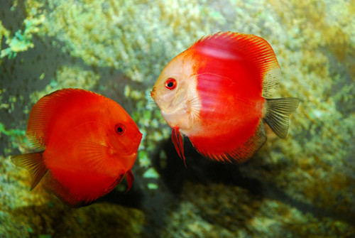 七彩神仙鱼的症状及治疗方法,七彩神仙鱼体表寄生虫图鉴