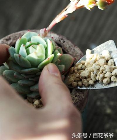 老肉友手把手教你学会韩国进口多肉的定植方法（配图哟！）
