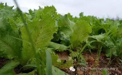 怎么玩好农业众筹,众筹农业模式