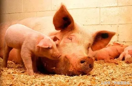 母猪产后不吃食没奶怎么办,母猪产后无奶怎样催乳最快