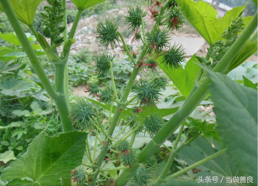 南方小时候常见又叫不上名的植物,四川常见花草植物有哪些
