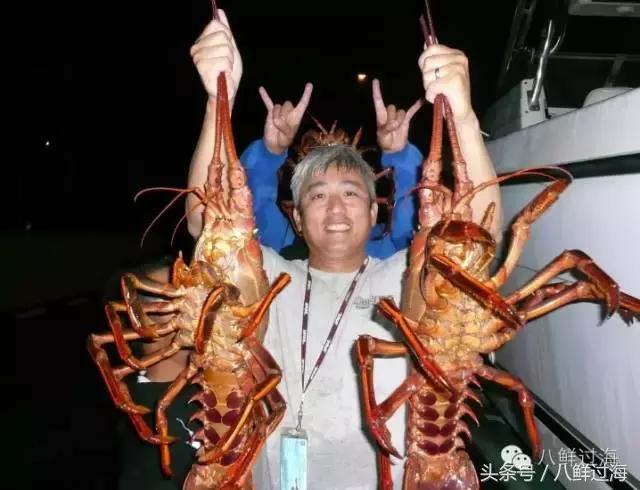 波士顿龙虾竟然是超大号小龙虾,波士顿龙虾绝对鲜活