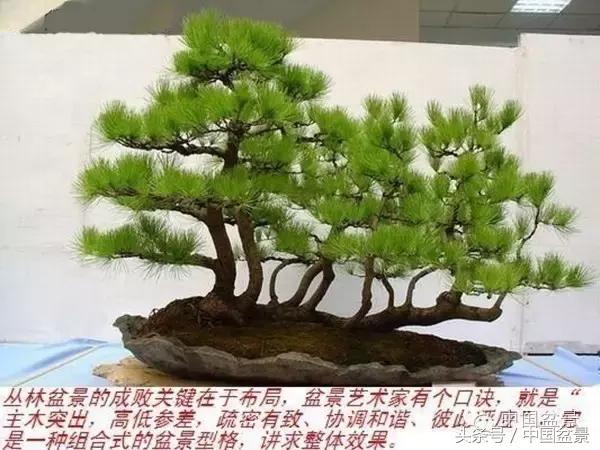 枸杞树桩盆景如何造型,紫薇盆景树桩造型图片