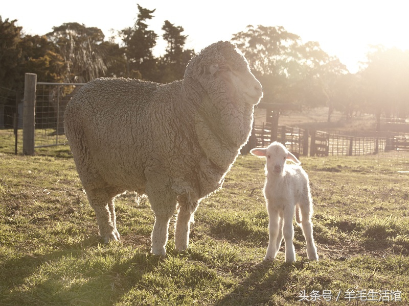 穿在冲锋衣里面的羽绒服推荐,冲锋衣棉大衣款冬季