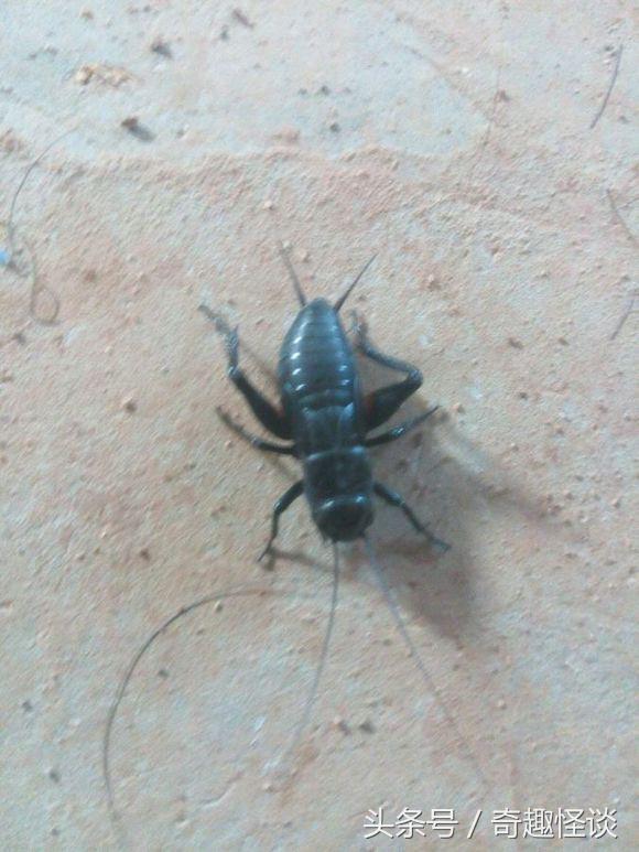 我在非洲工作的日子，给大家介绍下非洲的风土人情