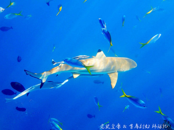 帕劳海底世界完整视频,帕劳潜水遇到的海底生物