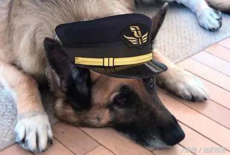 汪星人：铲屎的你是不是故意输错三次密码，老娘支付宝登录不了？