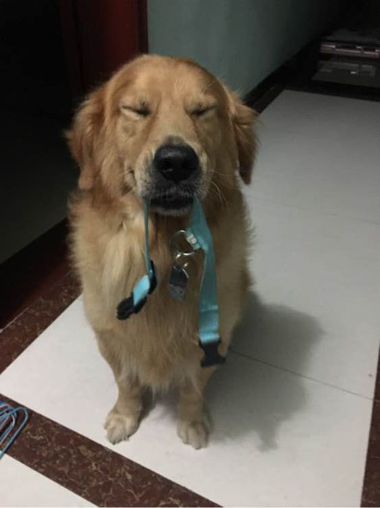 小短腿的金毛是什么犬,小短腿金毛狗狗