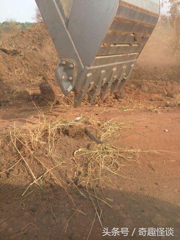 我在非洲工作的日子，给大家介绍下非洲的风土人情