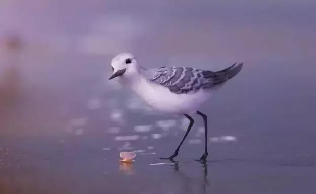 鸟是好鸟就是话多这幅图表达什么,鸟是好鸟是什么梗