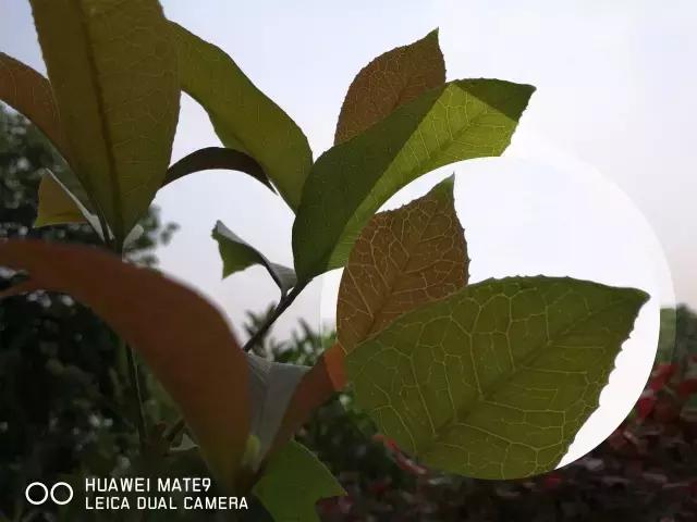 mate9上市价格多少钱,mate9最高版本