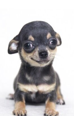 从来不跟狗打交道的星座,狗跟星座的关系