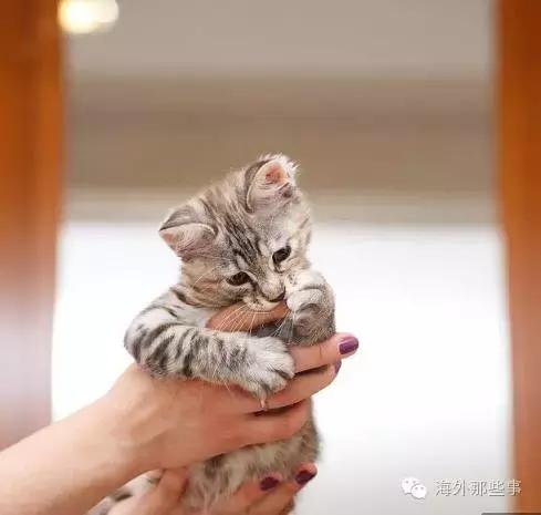 被猫咪咬伤的症状有哪些,被猫咪咬伤后怎么处理是正确的