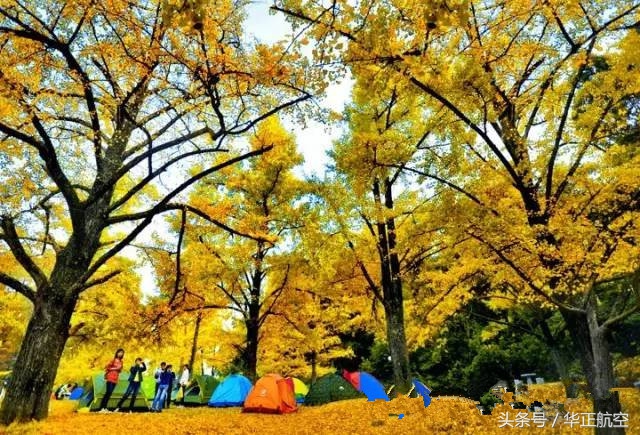 乐山最美银杏打卡地,中国最美十大银杏观赏地