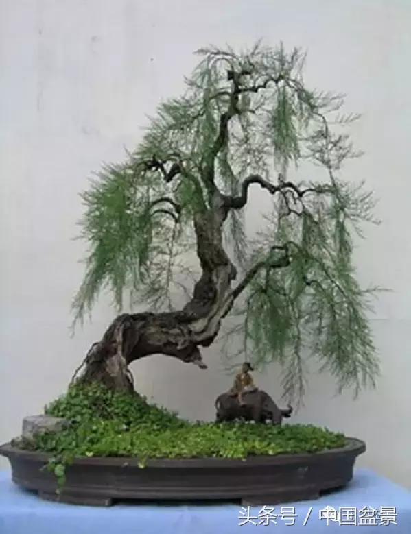 枸杞树桩盆景如何造型,紫薇盆景树桩造型图片