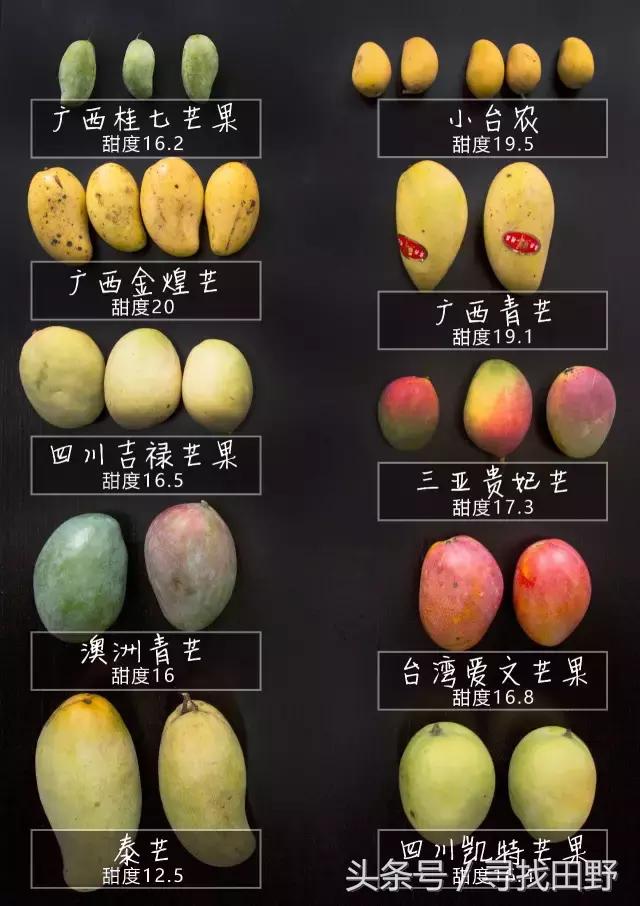 芒果哪个品种最正宗最好吃,各类芒果测评