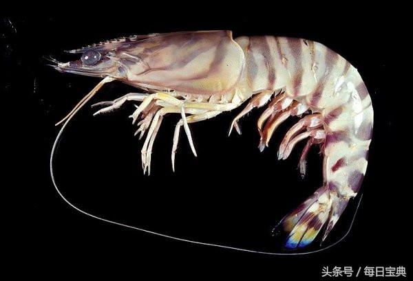 舌尖上的龙虾,品尝正宗龙虾美食的感受