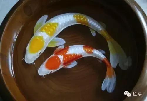 选锦鲤必须具备几个条件,挑选红白锦鲤你必须留意七个要点