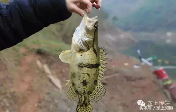 湖北省哪个地方的鱼最好吃,湖北最好吃的淡水鱼在哪里