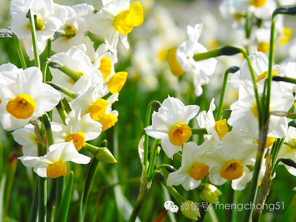 猫咪对哪些植物有毒,对猫咪有毒的植物