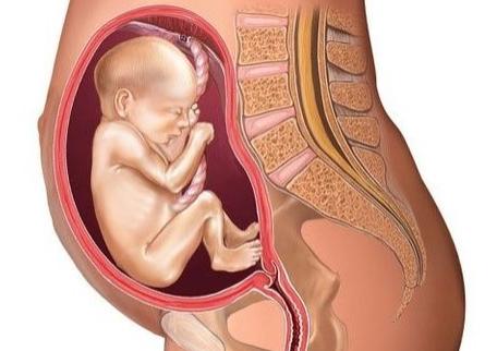 怀孕整个胎儿的发育过程,胎儿1-10月发育过程各怕什么