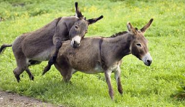 养驴好还是养羊好呢,养毛驴和牛谁比较赚钱