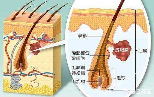 拔了白头发的毛囊还长头发吗,白头发拔了之后还会长白头发吗