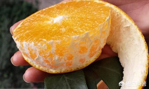 橙子的简介及作用,登乐现场女主唱橙子简介