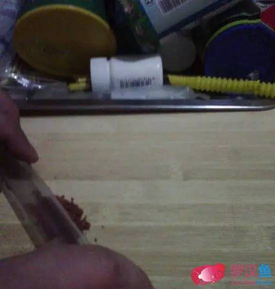 罗汉鱼常备用药,罗汉鱼药饵用什么药好