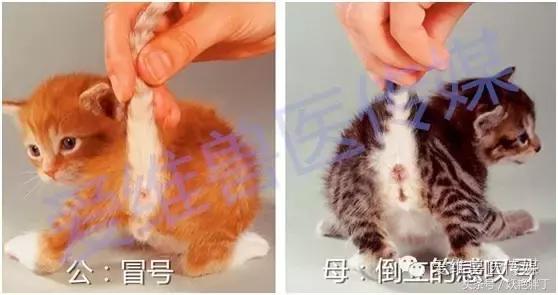 怎么分辨幼猫是公还是母,怎么分辨幼猫是母的还是公的