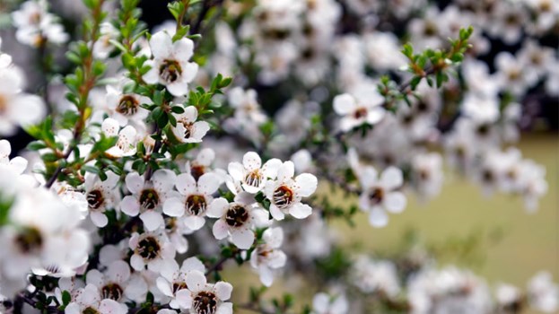 用什么偏方快速治好对称性牛皮癣,在中国有治疗牛皮癣的方法吗