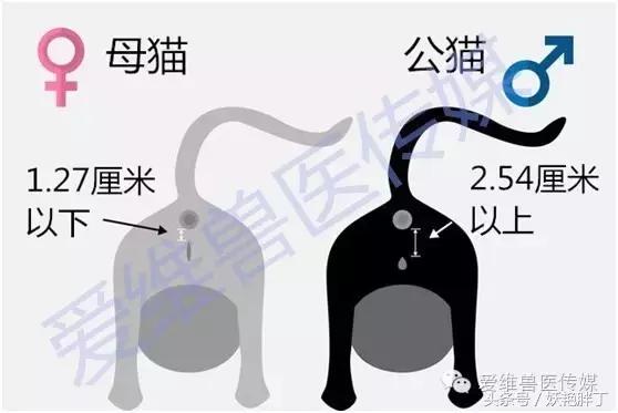 怎么分辨幼猫是公还是母,怎么分辨幼猫是母的还是公的