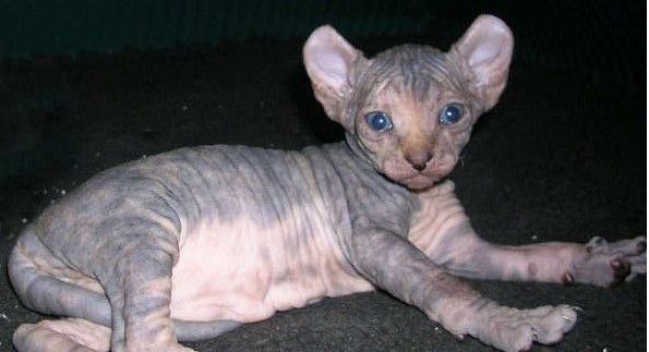 性价比低的猫咪品种有哪些,什么种类的猫最便宜