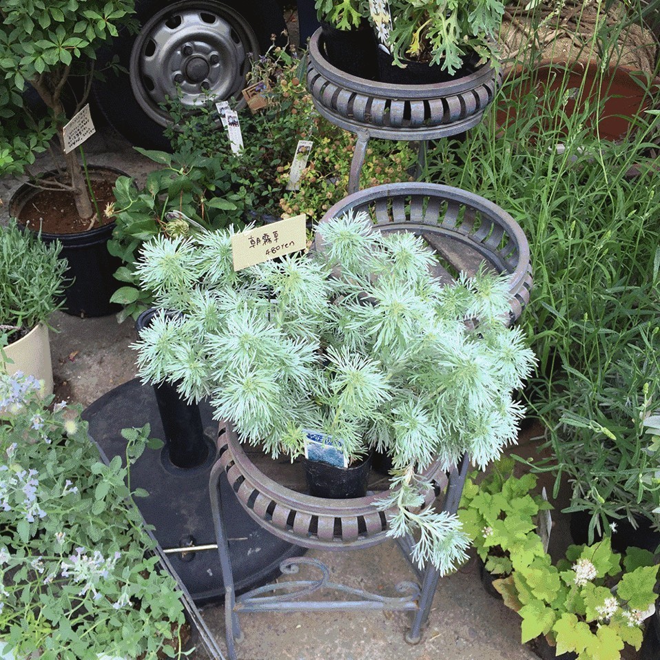 十万步走出的东京花店