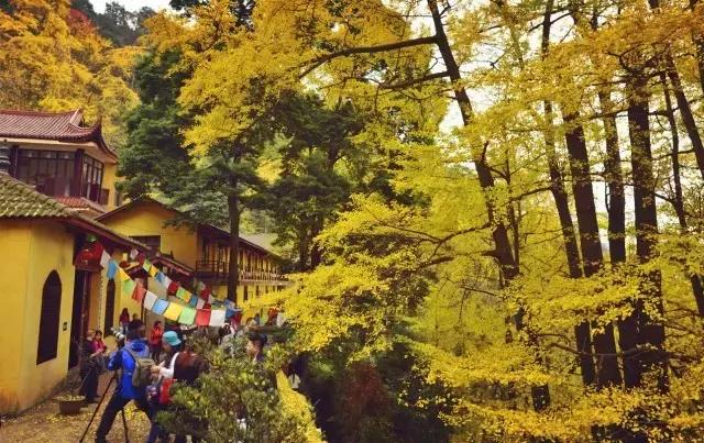 成都寺庙看银杏最美的地方,成都市最美银杏树在什么位置