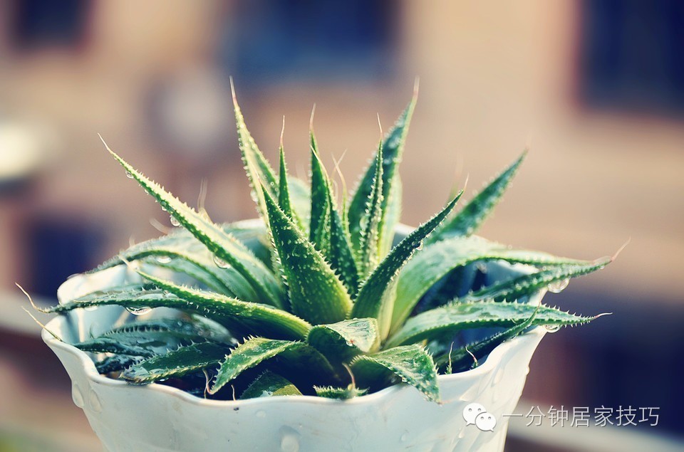 适合在屋里养有利于健康的植物,家里种植什么植物有助于健康