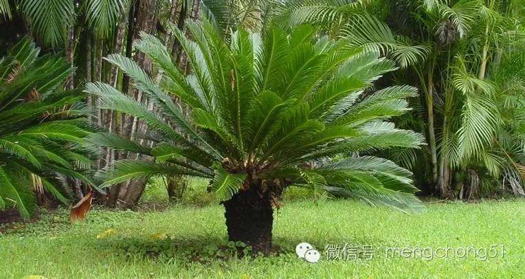 对猫咪有毒的植物有哪些？猫咪误食毒性植物怎么办？