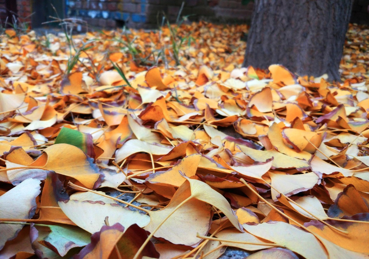 洛阳老城绿豆饼,洛阳绿豆饼制作方法