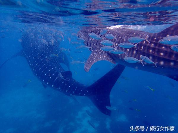 冬天到了,让我们去暖和的东南亚宿雾小岛感受温暖