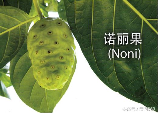 诺丽果的种类,诺丽果有什么神奇的地方