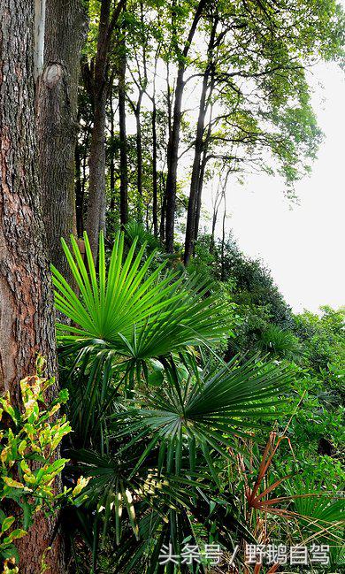 新疆野鹅自驾游视频,野鹅圣诞节自驾游