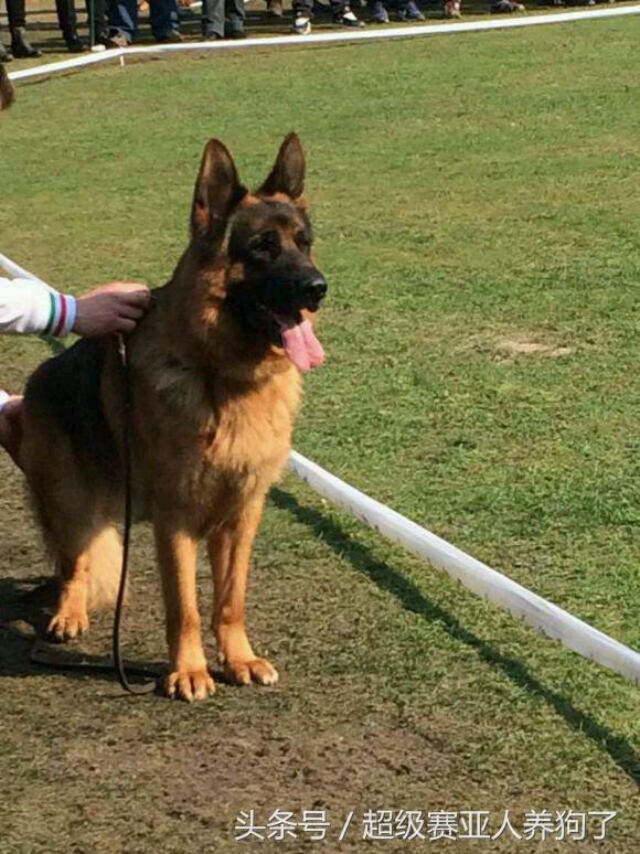 2017年德国牧羊犬犬展,sv德国牧羊犬本部展