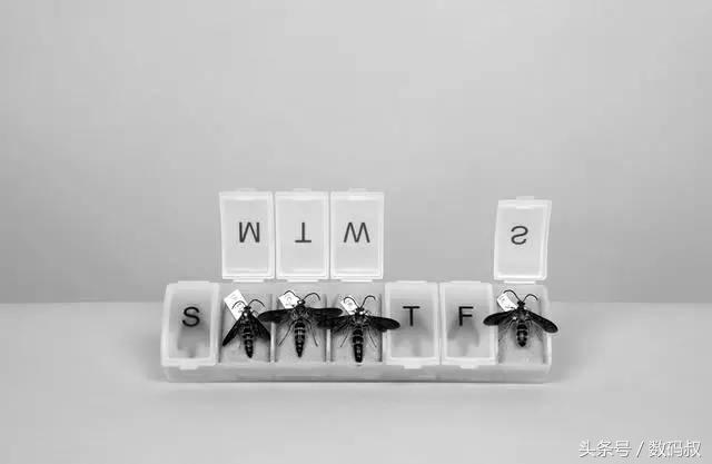 我等死等到一半时,一群蜜蜂蛰了我,救了我一命