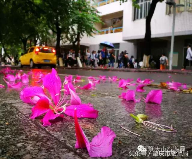 西大下了一场雨,美翻了整个肇庆!